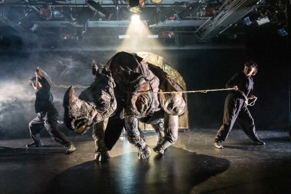 Rhynoceron. Photo Richard Termine.