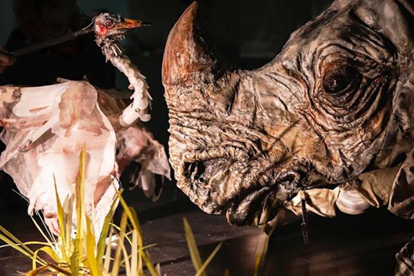 Rhynoceron. Photo Ricardo Adame